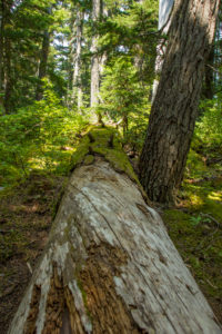 fallen tree in the forest, moss-covered, Canada fallen tree in the forest, moss-covered, Canada